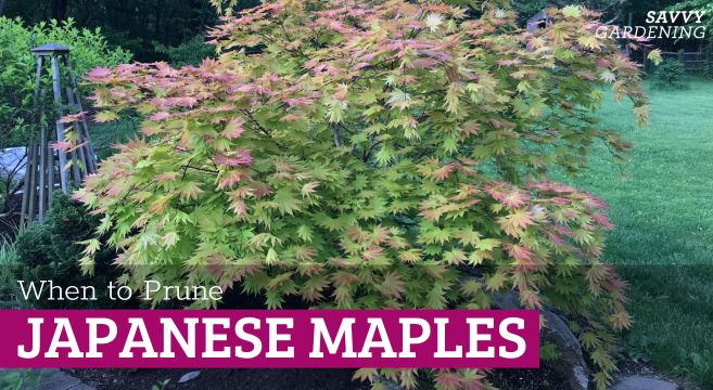 When to Prune Japanese Maple Timber and Discover ways to Do It Correct