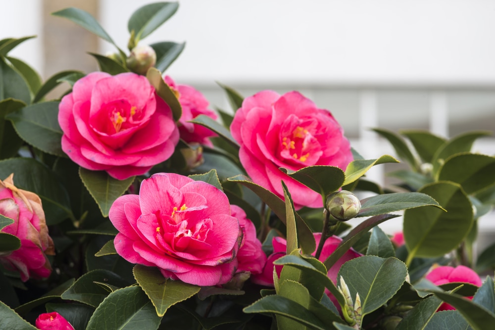 Gardens to go to in spring: Camellia gardens