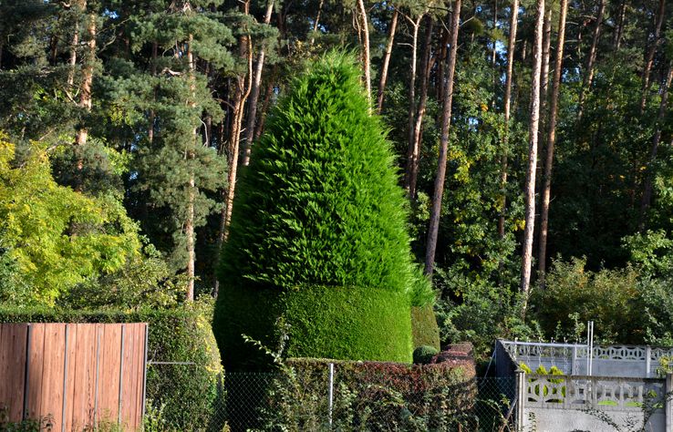 18 Fast-Rising Evergreen Timber for a Yard Oasis