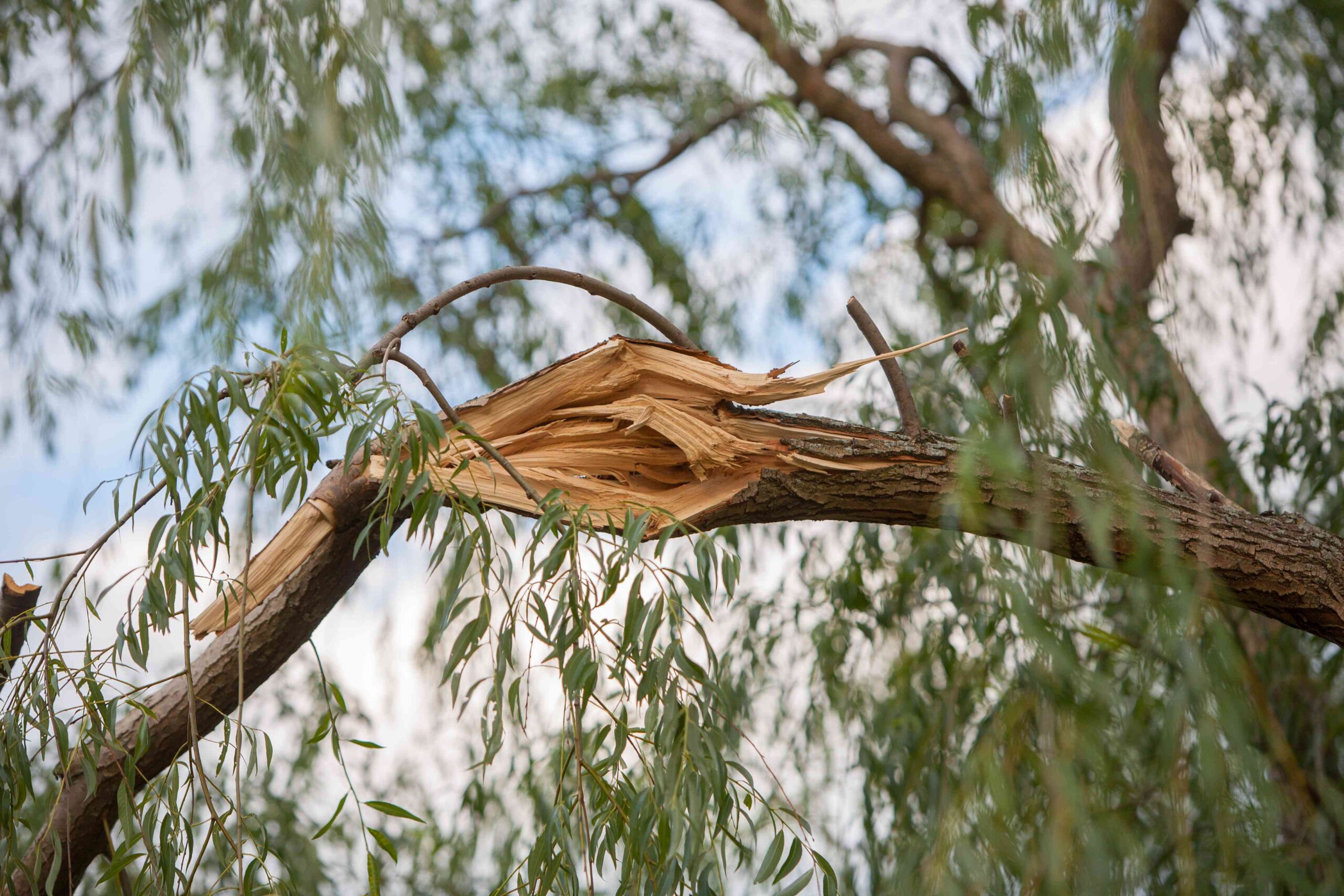 5 Timber You Must Under no circumstances Plant Near Your Residence, Arborists Say