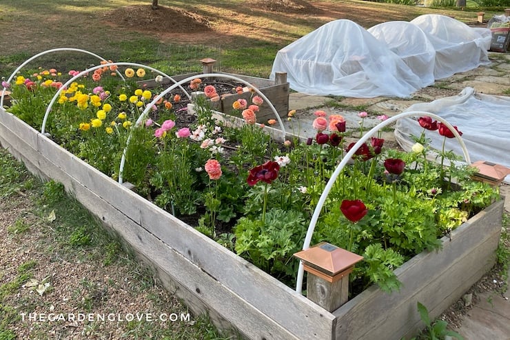 DIY Raised Yard Mattress Covers to Defend Vegetation from Frost • The Yard Glove