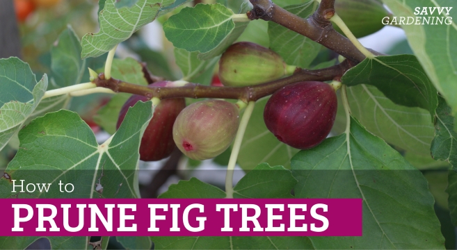 Prune a Fig Tree Step by Step