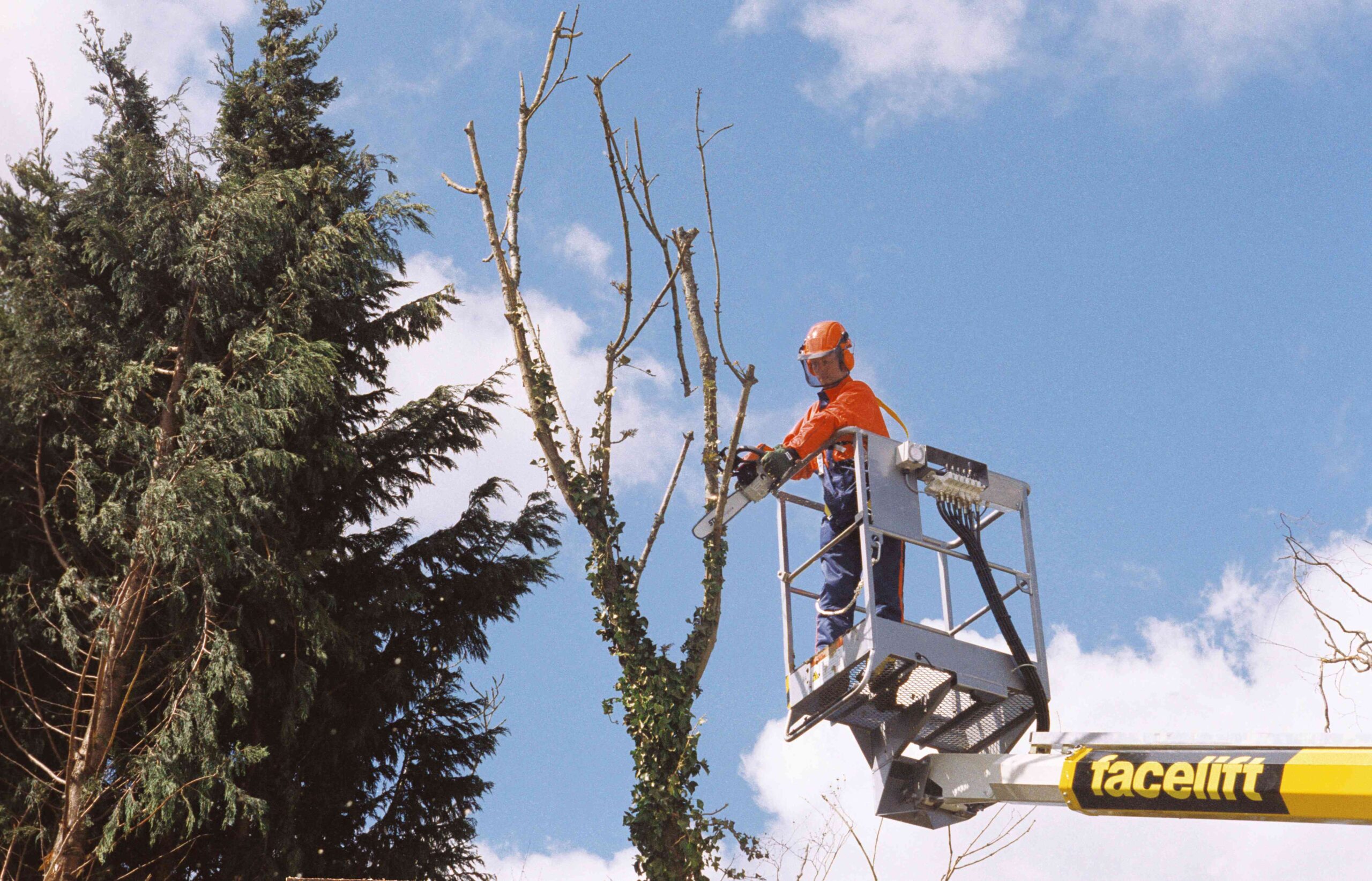 How Quite a bit Does Tree Trimming Worth?