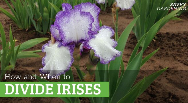 Learn how to divide irises and replant them inside the yard