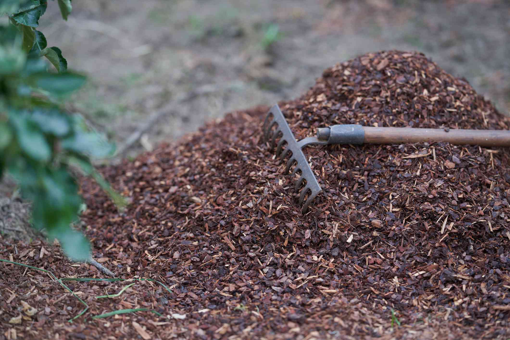 Must You Mulch Sooner than Winter?