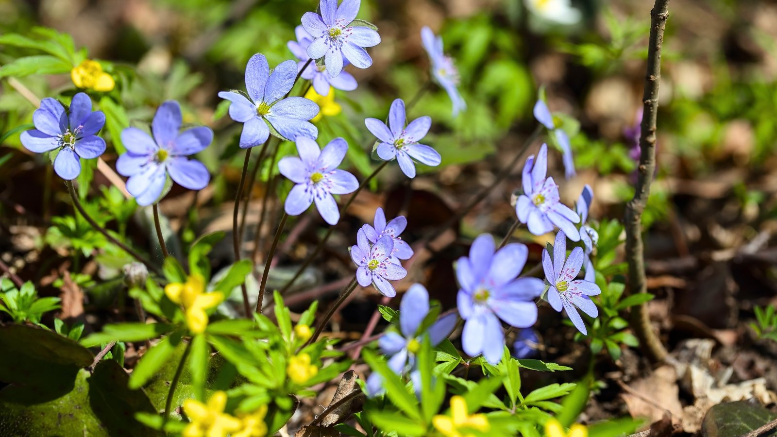 17 Spring Ephemeral Wildflowers Native to the Northeast