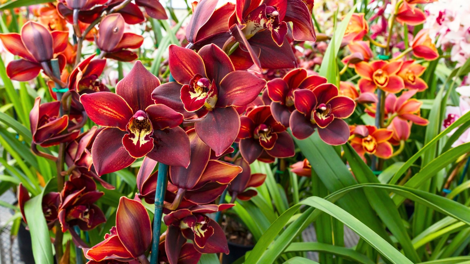 Oncidium, Dendrobium, and Cymbidium Orchids: Key Variations