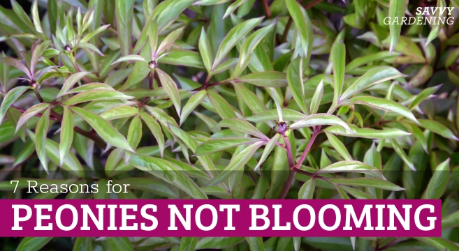 Peonies Not Blooming? Proper right here’s What Would possibly Be Mistaken