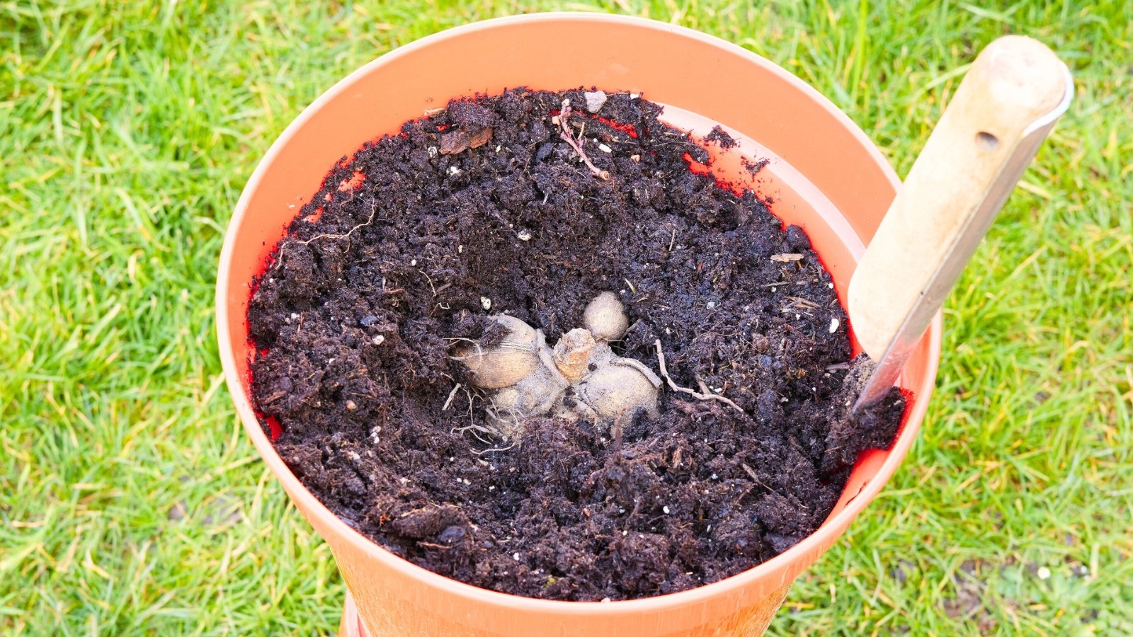 When and One of the best ways to Pot Up Your Dahlia Tubers