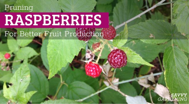 Pruning Raspberries for Greater Fruit Manufacturing