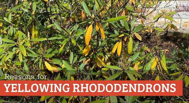 Rhododendron Leaves Yellowing? Right here is What to Do