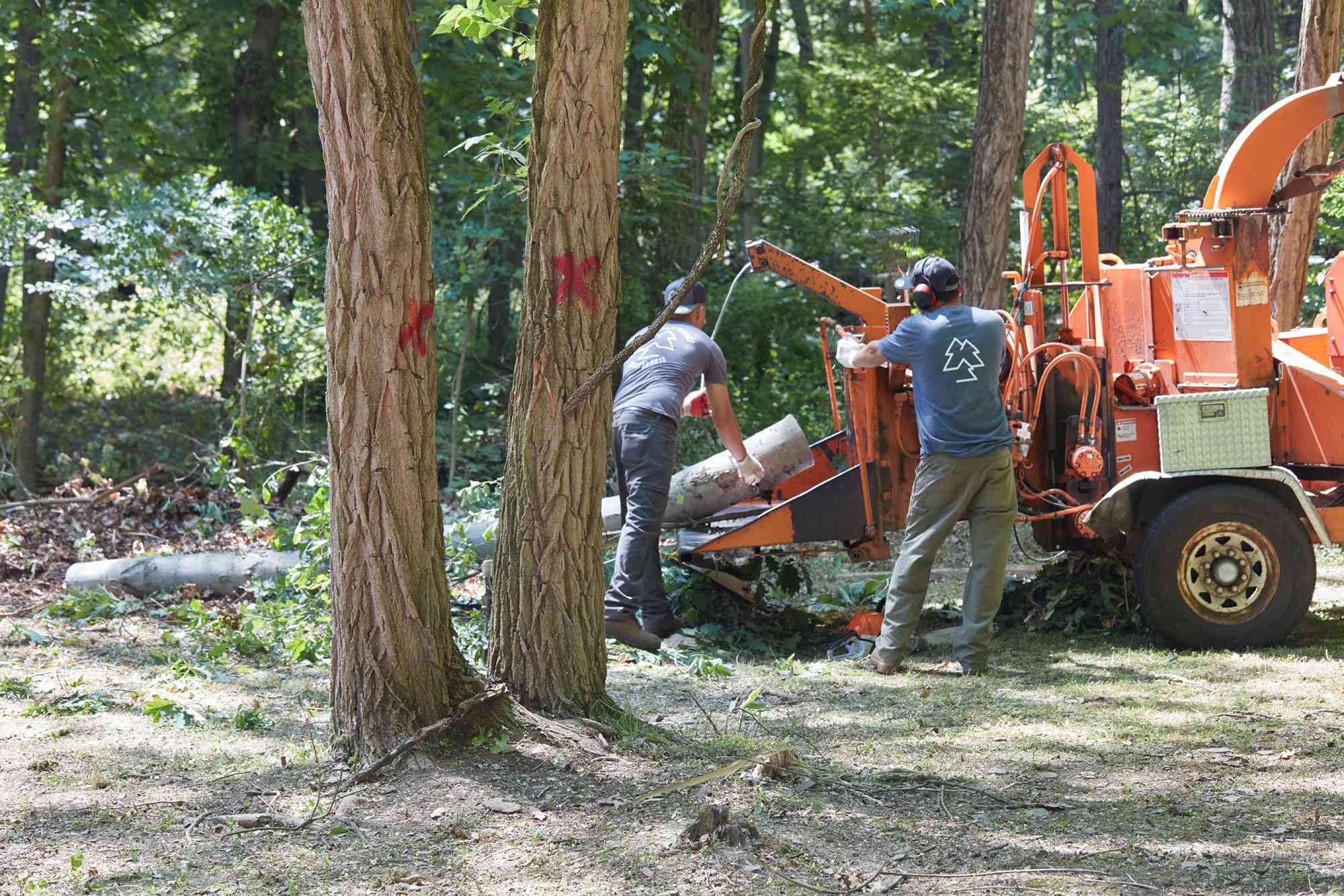 How Loads Does Tree Eradicating Actually Worth?