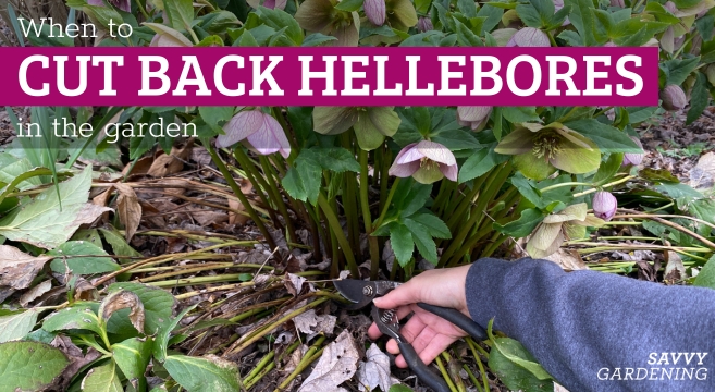 When to Decrease Once more Hellebores throughout the Yard