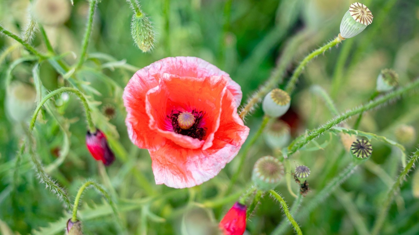 How To Winter Sow Poppies in 5 Steps