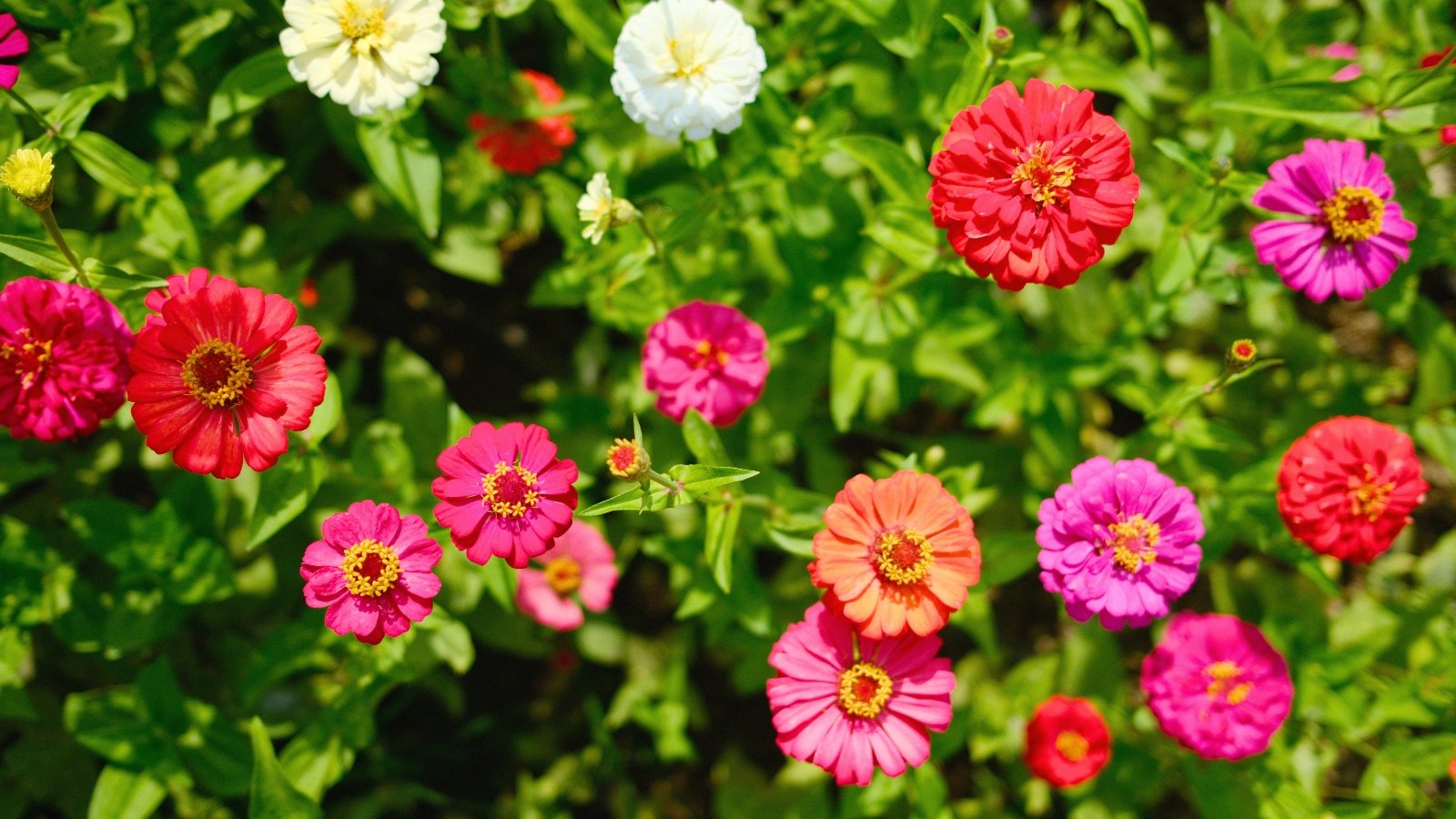 Can You Winter Sow Zinnias?